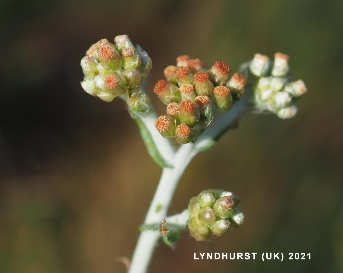 Cudweed, Jersey flower